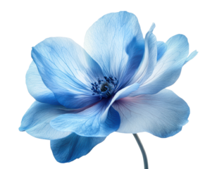 Delicate blue flower with soft petals, intricate veins, and vibrant hues, natural floral beauty, elegant botanical artwork isolated on transparent background