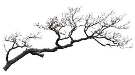 Fototapeta premium Tree branch without leaves, transparent background