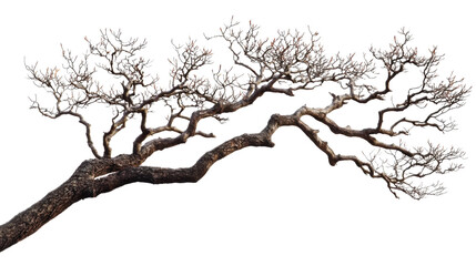 Obraz premium Tree branch without leaves, transparent background