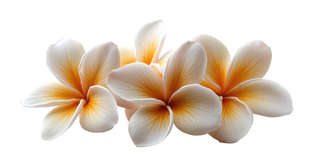 Naklejka premium Fresh white and yellow frangipani flowers with dew drops, tropical blooming plumeria petals, vibrant floral beauty symbolizing nature and relaxation isolated on transparent background