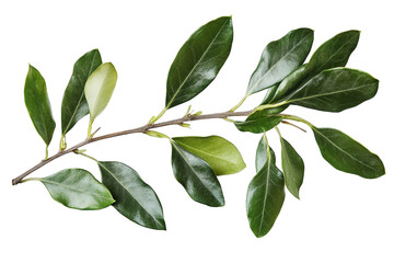a sprig of green leaves with a thin brown stem the leaves are oval-shaped with pointed tips the background is white