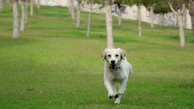 A captivating slow-motion video of a golden retriever playing fetch with its owner in a grassy park, showcasing the dog's joyful leap to catch the thrown stick
