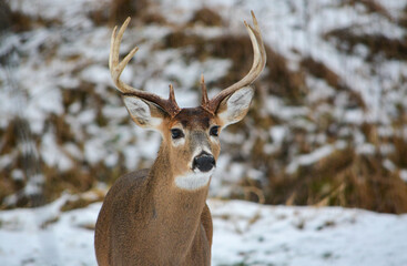 Michigan 8 Point Buck. 12-23-2024