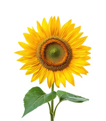 Obraz premium Bright yellow sunflower with vibrant petals and green leaves, realistic blooming flower, nature symbol of summer and positivity isolated on transparent background
