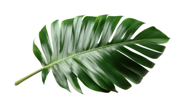 Tropical monstera leaf with deep green glossy surface, exotic foliage, botanical nature, fresh plant decoration, and jungle-inspired greenery isolated on transparent background