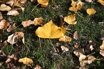 The seasonal changes of poplar trees. Salicaceae deciduous tree. Because of their beautiful autumn leaves and tree shapes, they are used as trees lining streets and along roads.