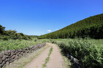 나무 사이로 지나가는 숲 길 제주 제주시 조천읍 선흘리 거문오름