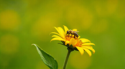 Bee Pollinating a Yellow Sunflower in Focus