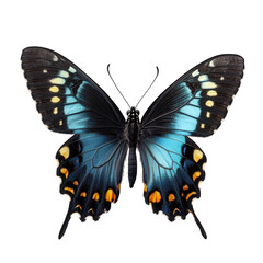 Naklejka premium a black swallowtail butterfly with blue and yellow markings on its wings is isolated against a transparent background