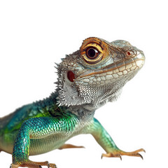 Obraz premium a close-up portrait of a small green and blue lizard with a frilled neck. isolated on a transparent background the lizard is looking to the right with its mouth closed