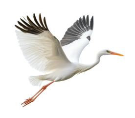 White stork with wings spread wide in mid-flight, elegant bird in motion symbolizing nature, freedom, and wildlife concept isolated on transparent background
