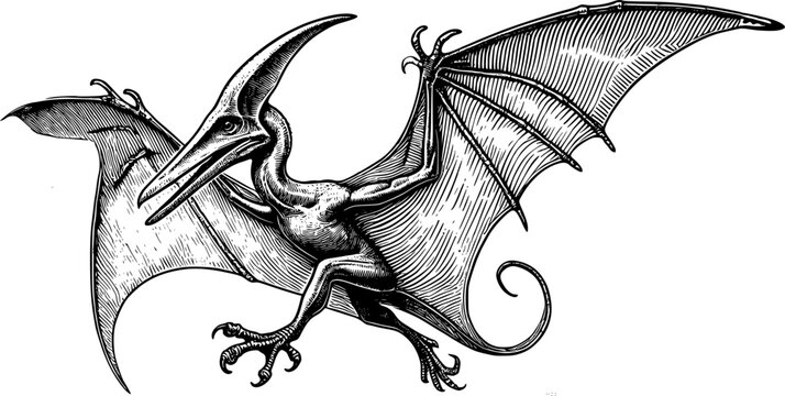 Pteranodon vector art