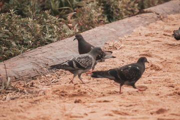 birds on the sand