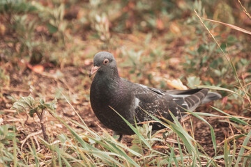 pigeon on the grass