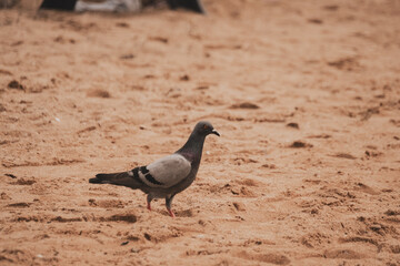 pigeon on the beach