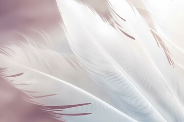 Fototapeta premium white feather on red background