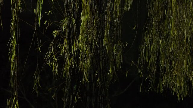 Tokyo,Japan - December 24,  2024: Willow or osier or sallow in the night 