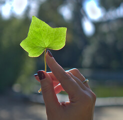 A close-up view of a single green leaf held between two fingers against a sunlit background.