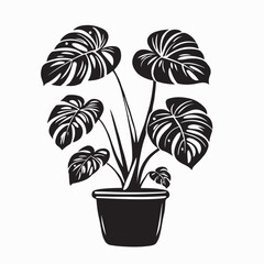 Monstera Plant in Pot image vector isolated on White Background 