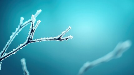 Obraz premium Frosted Branch in Winter Setting with a Soft Blue Background Highlighting the Beauty of Nature's Icy Details and the Tranquility of Cold Seasons