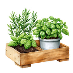 Naklejka premium Watercolor Small Herb Garden with Basil and Rosemary