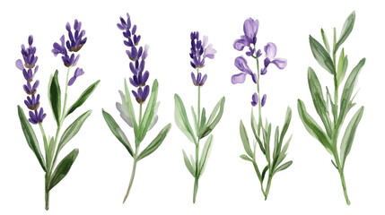 Naklejka premium Lavender, transparent background