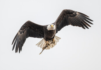 Bald eagle in flight carrying a fish in its talons.