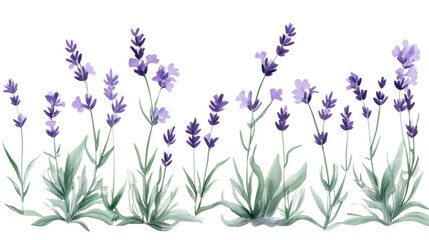 Fototapeta premium Lavender, transparent background