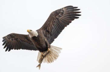 Obraz premium Bald eagle in flight carrying a fish in its talons.