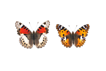 Two Different Butterflies Next to Each Other with Some Space Between PNG