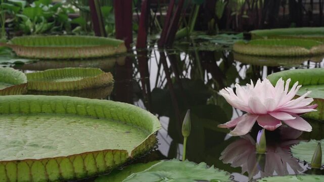 Exotic aquatic plants and landscaping. Closeup view of a giant amazon waterlily, Victoria cruziana, with large green floating leaves and a pink blooming flower in the pond in the garden	
