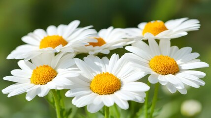 Fototapeta premium Five White Daisies Blooming In A Garden