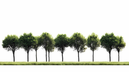 View of a high definition treeline isolated on a white background. with copy space image. place for adding text or design. Treeline. Illustration