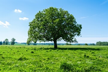 Fototapeta premium Majestic Tree in Green Field Under Blue Sky on a Sunny Day