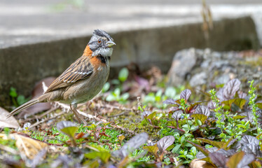 Closeup of a rufous-collared sparrow.