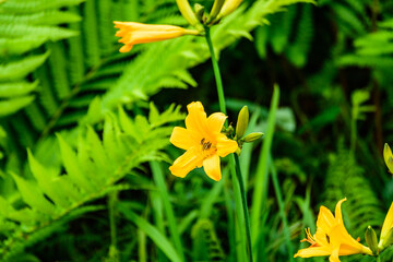 大自然の香り　サロベツ原生花園を歩く
