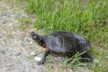Obraz premium Painted Turtle, Chrysemys picta, in road edge, looking for nesting spot.
