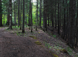 view of a forest floor with tree trunks in the shadow of green leaves in summer