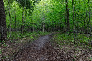 Fototapeta premium view of a hiking trail in the shadow of a forest with green leaves with in summer