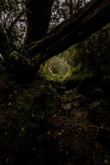 Mystical Pathway Through Ancient Woods
