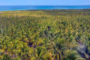 Coconut trees in Gunga's Beach Belvedere. All the coconut harvest is sold to a factory of coconut...