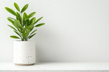 A white plant in a white pot sits on a white shelf