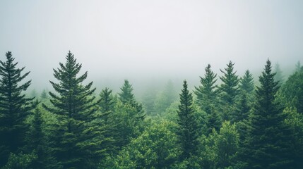 Misty evergreen forest scene, showcasing lush green pine trees in a foggy landscape.