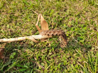 Obraz premium Orgyia leucostigma. Its other name&nbsp;white-marked tussock moth and caterpillar. This is a moth in the family&nbsp;Erebidae. Larva of Orgyia leucostigma. 