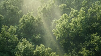 Obraz premium Sunbeams pierce through a misty, lush green forest canopy.
