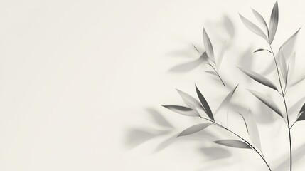 Monochrome plant shadow on white background.