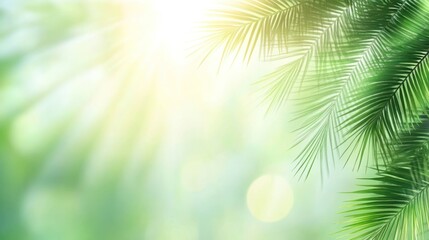 Obraz premium Sunlit palm fronds create a vibrant, tropical background with bokeh effect and copy space.