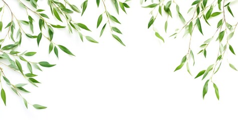 Naklejka premium Lush green willow branches frame a white background, perfect for text or design.