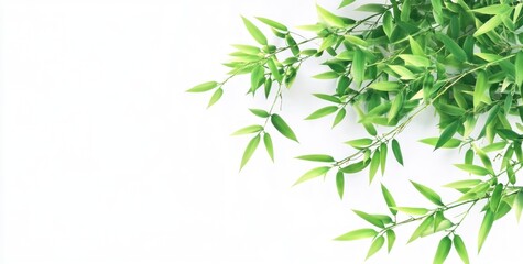 Obraz premium Lush green foliage branches with vibrant leaves on a white background, ideal for design elements.