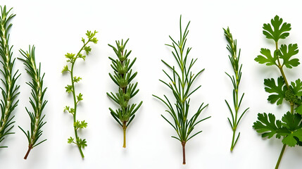 Obraz premium Vibrant green herbs arranged on white: rosemary, cilantro, and more. A fresh, natural display of culinary delights, perfect for recipe inspiration.